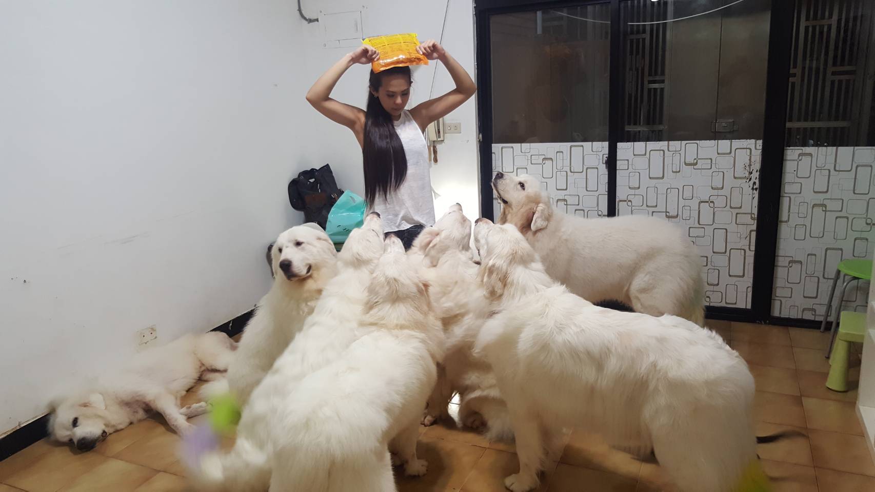 她養了八隻大白熊七年級寵物澡堂老闆娘化不可能為可能 蕃新聞